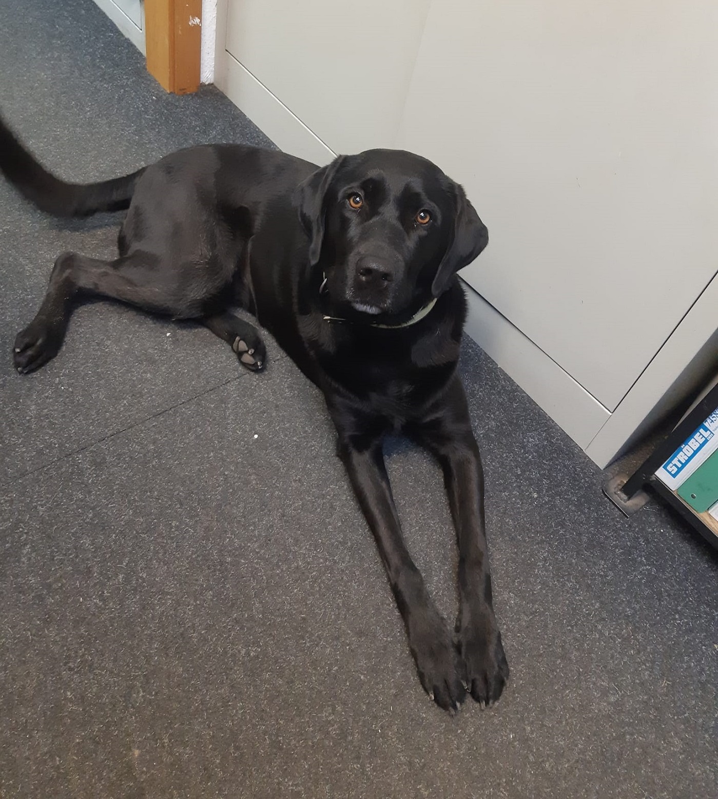 Finja, Bürohund bei Ströbel Buch, sorgt für gute Stimmung und begleitet das Team im Arbeitsalltag.
